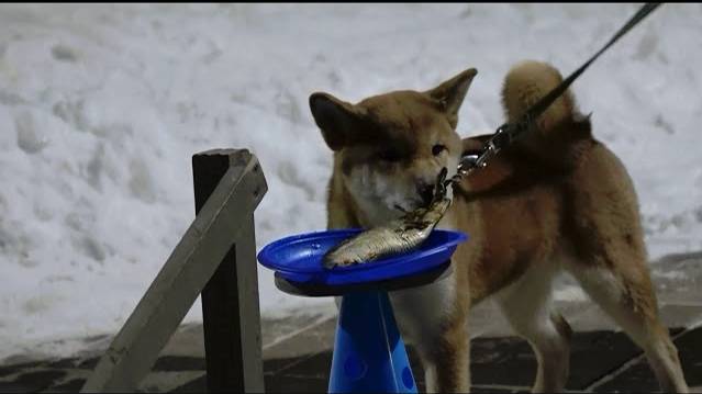 ДТ-117. Цуеми особенности воспитания сиба-ину
