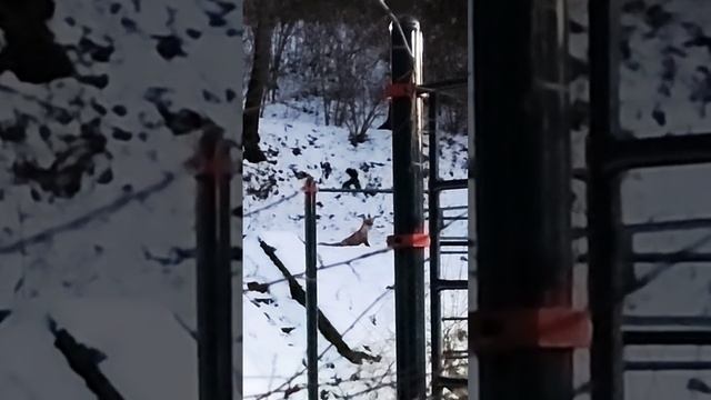 бесстрашная лиса fox Кисловодск Kislovodsk Russia 2023 шок лиса не боится людей смотреть онлайн