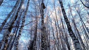 Сколько заработал на чаге за день.