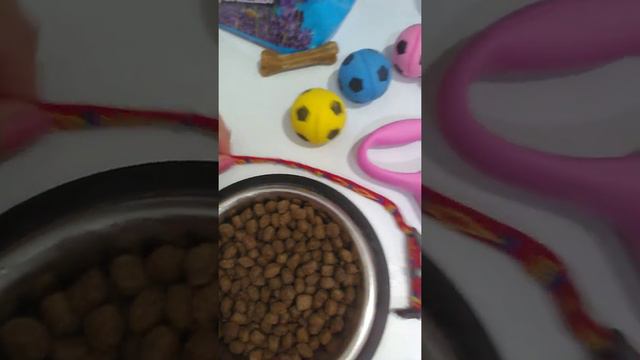 Мне купили собаку!?|Ши-тцу Хлоя| смотреть онлайн