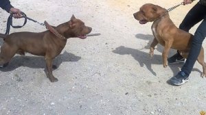 ПИТБУЛЬ против АЛАНО - Кто Победит?