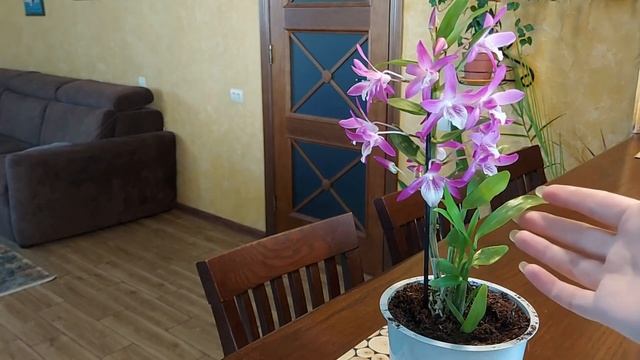 Орхидея Den. Rainbow Dance. Описание сорта и правила ухода за орхидеей дендробиум. смотреть онлайн