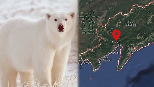 Mann hilft sterbendem Eisbär. Was dann geschah, wirst du nicht glauben смотреть онлайн