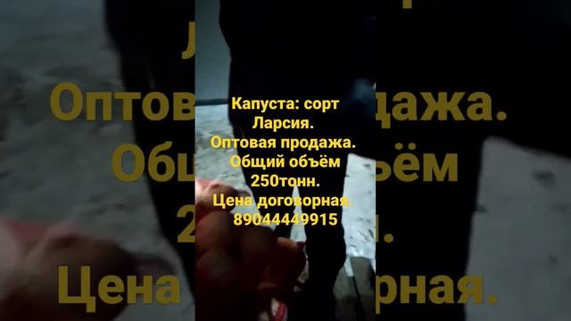 Оптовая продажа, капуста сорт Ларсия, место нахождения Таганрог. Объем есть. смотреть онлайн