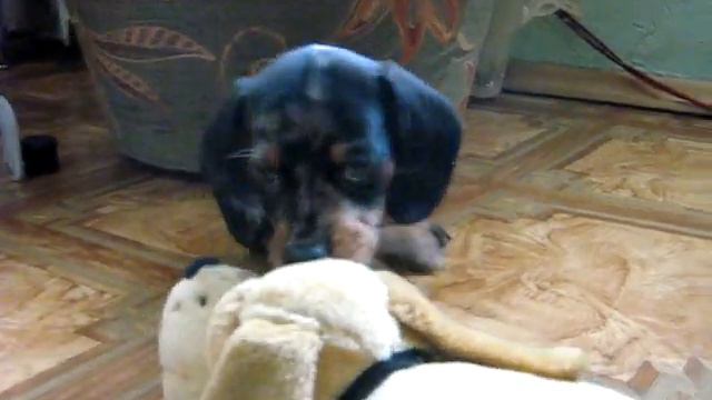 Изумрудная Сказка Уилли Снайпер смотреть онлайн