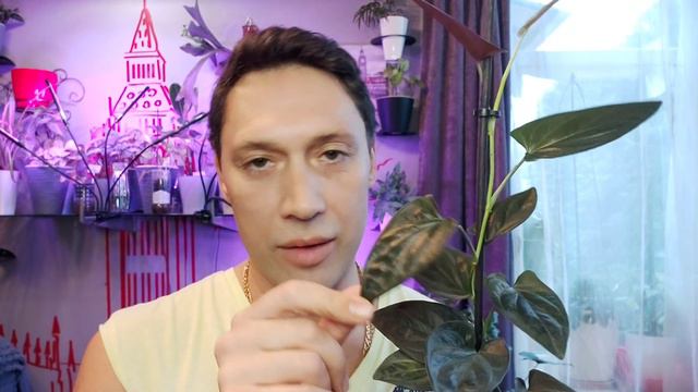 Сингониум Эритрофиллум Ред Эрроу