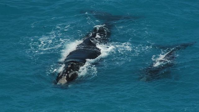 ЗВУКИ КИТОВ / КАК ПОЮТ КИТЫ?