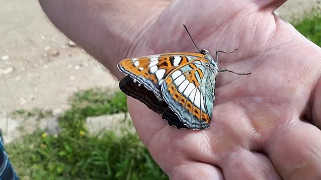 Хорошо в деревне летом. Утренний подарок от соседа. смотреть онлайн