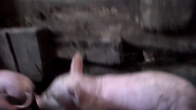 Поросята со свиноматкой ,трудности при выращивании поросят ,как получить хороших больших поросят. смотреть онлайн