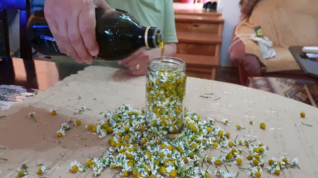 Chamomile oil ( macerate) - Medicinal herbs смотреть онлайн