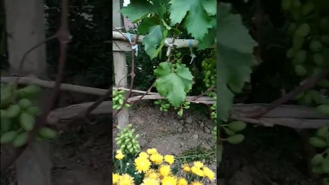 Виноград Юлиан 21 июня 2018 г смотреть онлайн