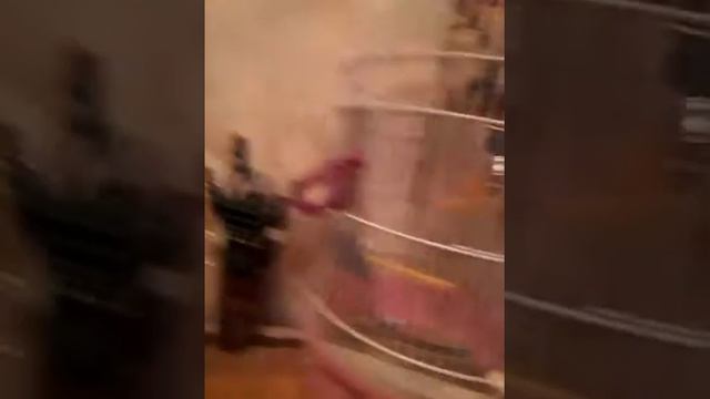 Как убрать из дома крысу