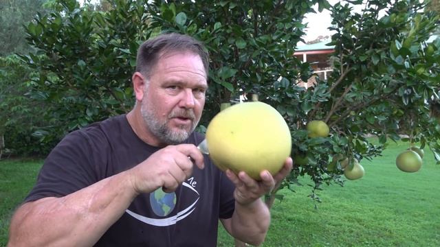 I Grew the BIGGEST CITRUS Fruit in the WORLD | Pomelo смотреть онлайн