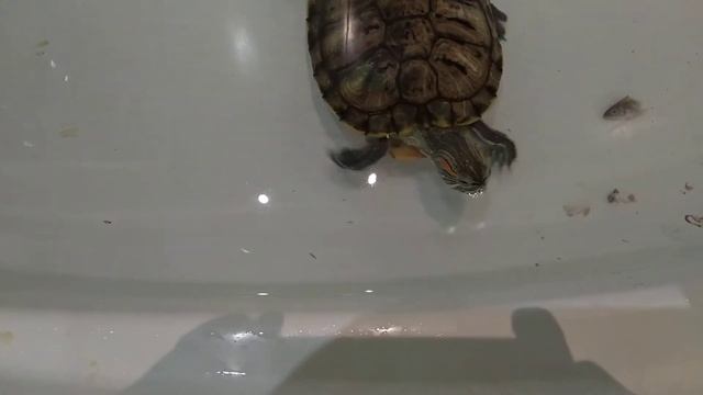 Кормление краснухой черепахи мелкой рыбой??? смотреть онлайн