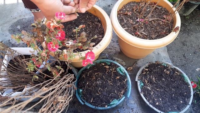 How To Collect Godetia Seeds? | How Do You Grow Clarkia From Seed? | Clarkia Flower Seeds