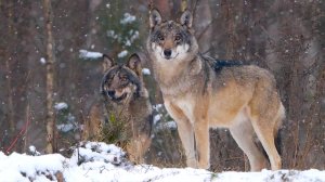 Звери Березинского заповедника. Когда волки играют свадьбу? | Все как у людей