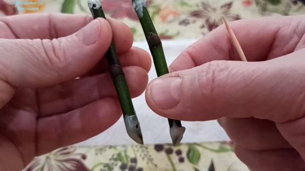 Черенкование орхидей для проращивания деточек.