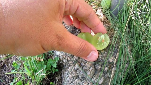 ??Виноград Элегант. Ранние сорта винограда. смотреть онлайн