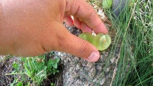 ??Виноград Элегант. Ранние сорта винограда.