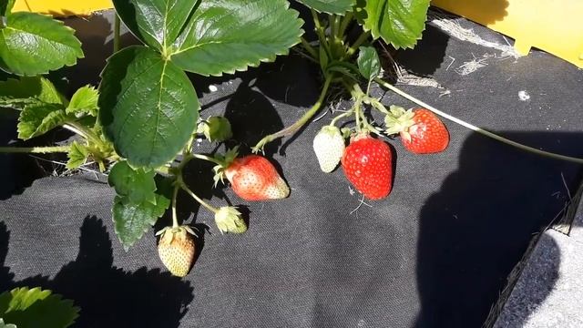 Альба - клубника, описание сорта (Итальянский сорт) смотреть онлайн