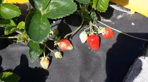 Альба - клубника, описание сорта (Итальянский сорт)