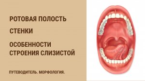 Ротовая полость. Стенки. Особенности строения слизистой