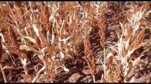 2022 LIDEA euralis урожайность сорго  Компании Евралис . Сорго культура будущего. LIDEA