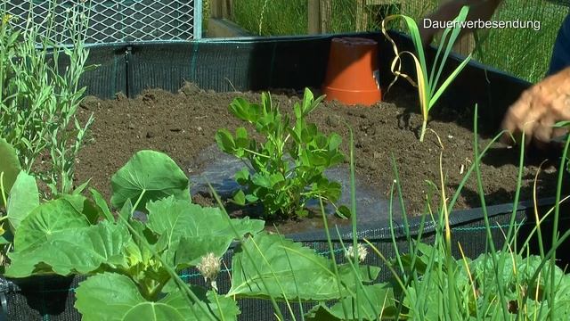 Ab in den Garten Erdnüsse einpflanzen und Kartoffeln ernten mit Detlef Römisch смотреть онлайн