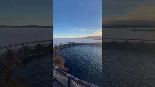 Форель в Карелии. Садок 8 тонн форели. Живая форель. Платная рыбалка / Рыбалка в ДУРЫКИНО смотреть онлайн