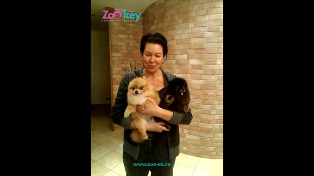 Отзыв о работе грумера Юлии Рублевой. Стрижка шпица. смотреть онлайн