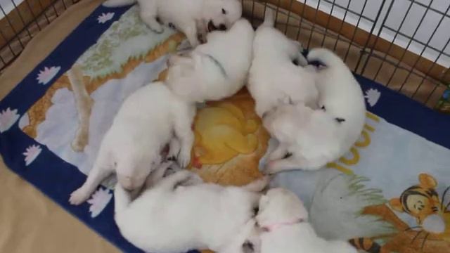 Bílý švýcarský ovčák / Berger Blanc Suisse - CHS Od Veselských pískoven смотреть онлайн