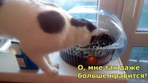 Защищаю рассаду от кошки!