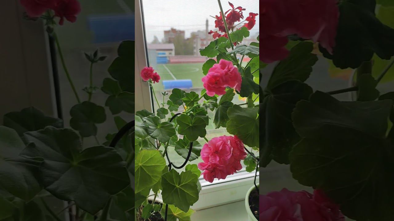 Вальс для вас)). танцует герань)) смотреть онлайн