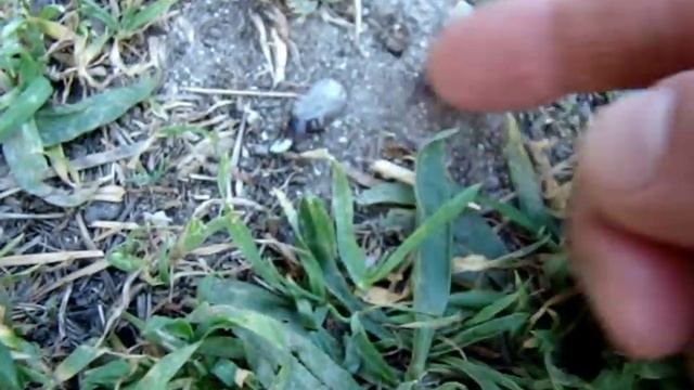 Глава 2-я: Спасение ёжика от клещей смотреть онлайн