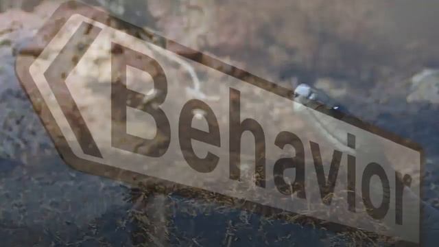 All about Black Mamba / The World’s Deadliest Snake / Information of Everything. смотреть онлайн