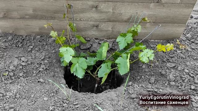 ? Сделайте ЭТО на молодом винограде, чтобы НЕ МУЧИТЬСЯ затем много лет. Как и где удалять пасынки смотреть онлайн