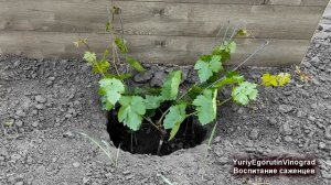 ? Сделайте ЭТО на молодом винограде, чтобы НЕ МУЧИТЬСЯ  затем много лет. Как и где удалять пасынки