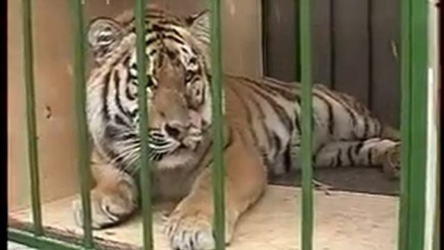 Судьба тигренка Жорика смотреть онлайн