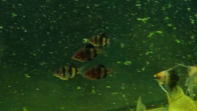 5# ВЫПУСКАЕМ ЗОЛОТЫХ РЫБОК смотреть онлайн