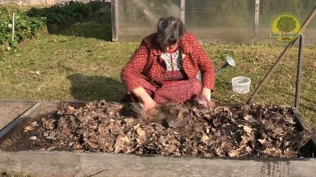 Чеснок от посадки до уборки. смотреть онлайн