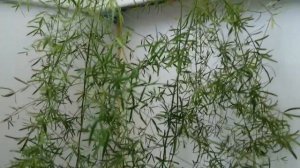 Аспарагус Шпренгера