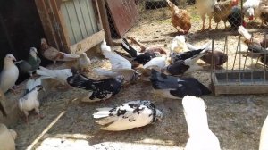 Голуби одесские, измаильские