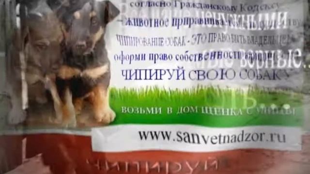 Чипирование собак в Королёве смотреть онлайн