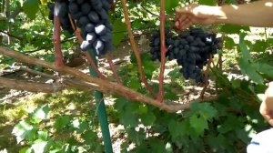 @Виноград 2019  Виноград Черный кристалл  Новейшая форма