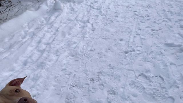 Питбуль - Зимние Пейзажи❄️⛄️? смотреть онлайн