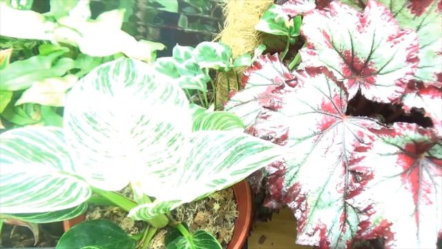 Обзор стеллажа с растениями . смотреть онлайн