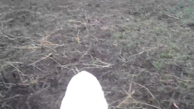 Самое точное определение стельности у КРС смотреть онлайн