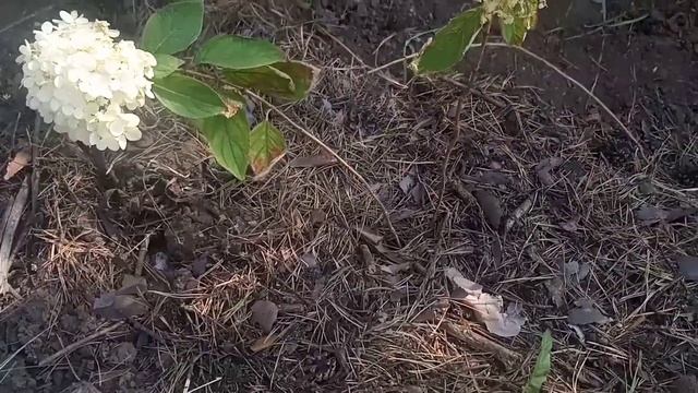 Метельчатые гортензии.Что нужно учесть при посадке... смотреть онлайн