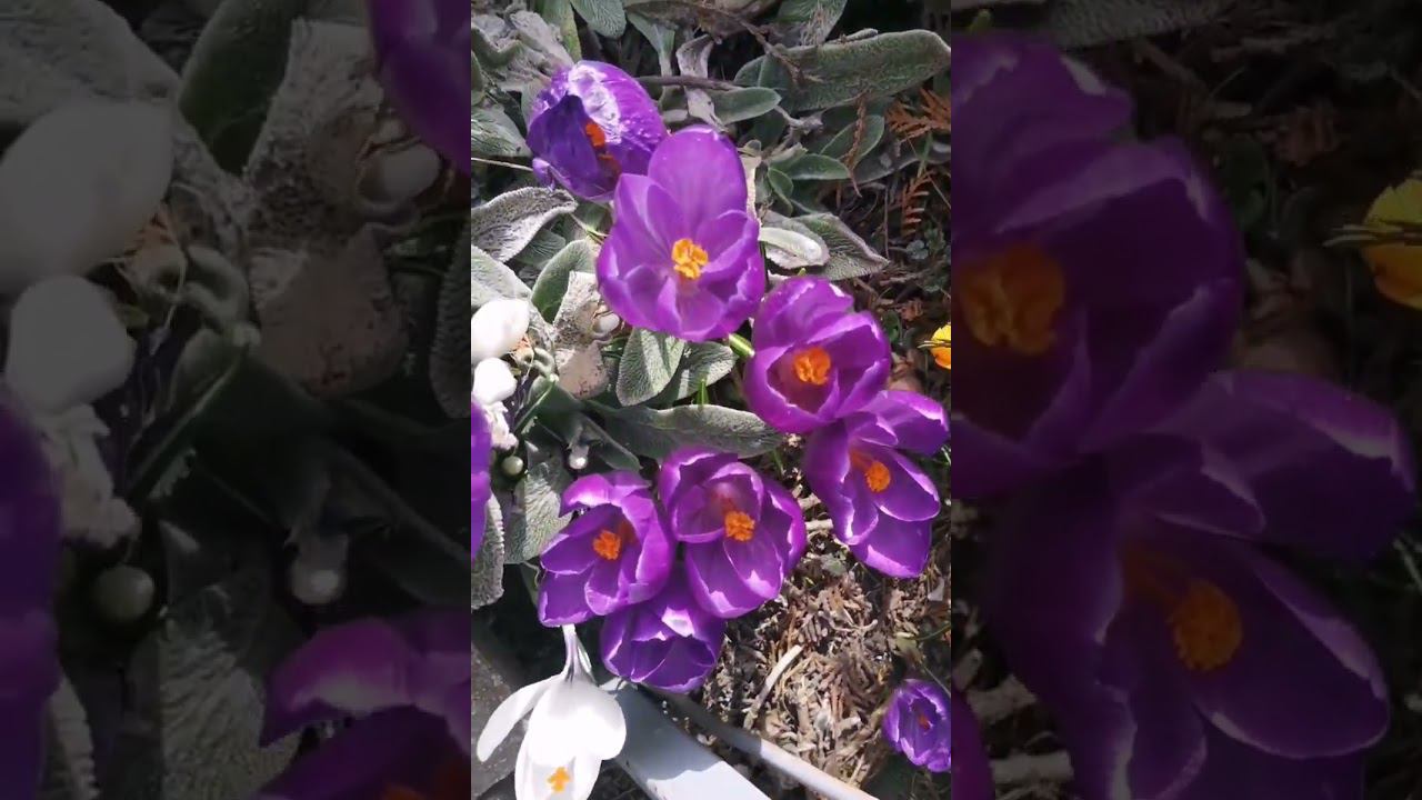 RamPamPam смотреть онлайн