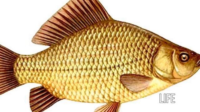 9 ПРОВЕРЕННЫХ СЕКРЕТОВ ЛОВЛИ КАРАСЯ! смотреть онлайн